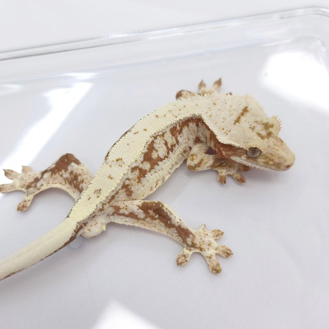 Lilly 100% Het Axanthic