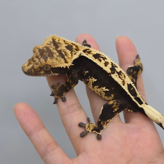 100% Het Axanthic