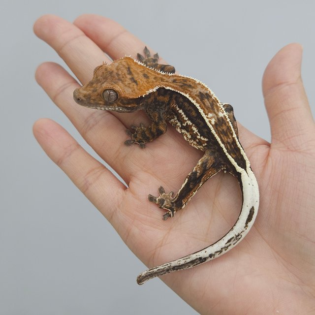 풀핀 쿼드 카푸치노