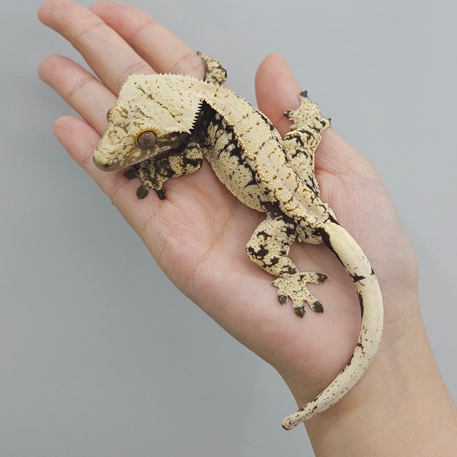 드리피 화이트스팟