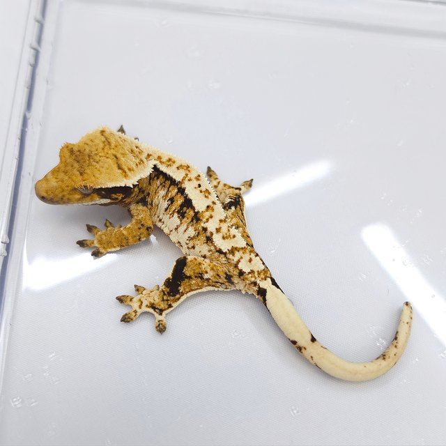 Extreme Harlequin Tri