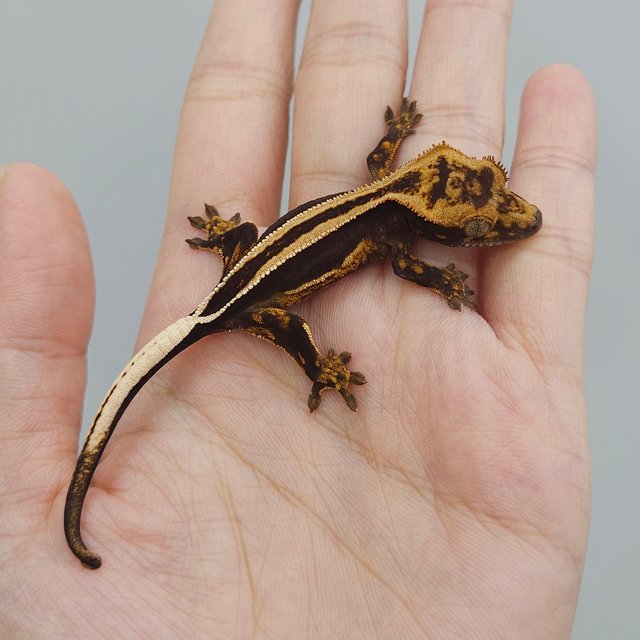 슈퍼스트라이프 엠티백