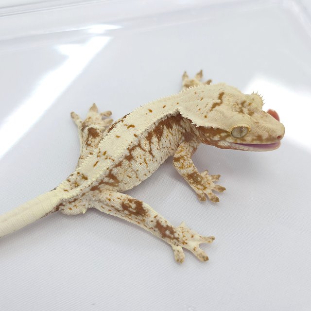Lilly 100% Het Axanthic