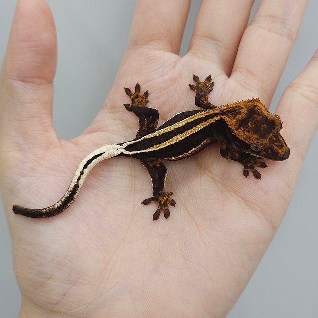 슈퍼스트라이프 엠티백