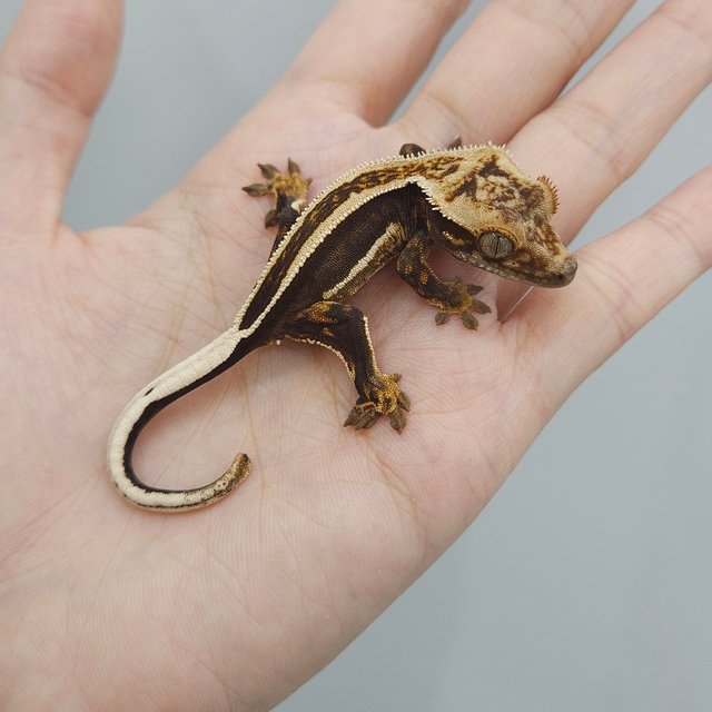 슈퍼스트라이프 엠티백