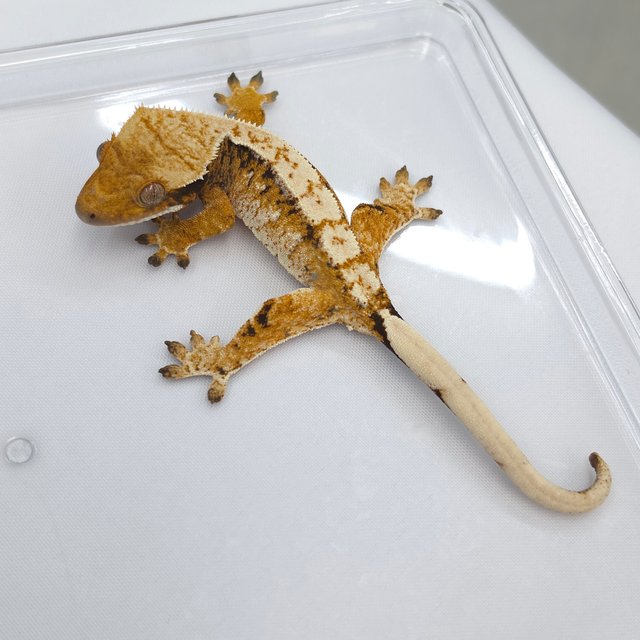 Tri Extreme Harlequin White Spot
