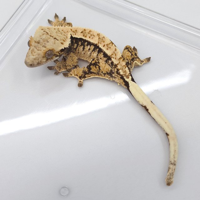 Tri Extreme Harlequin