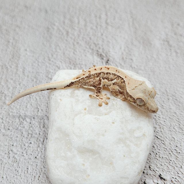 릴리화이트 트라이