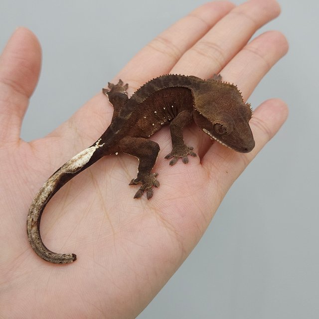 레드 패턴리스 100%헷아잔틱