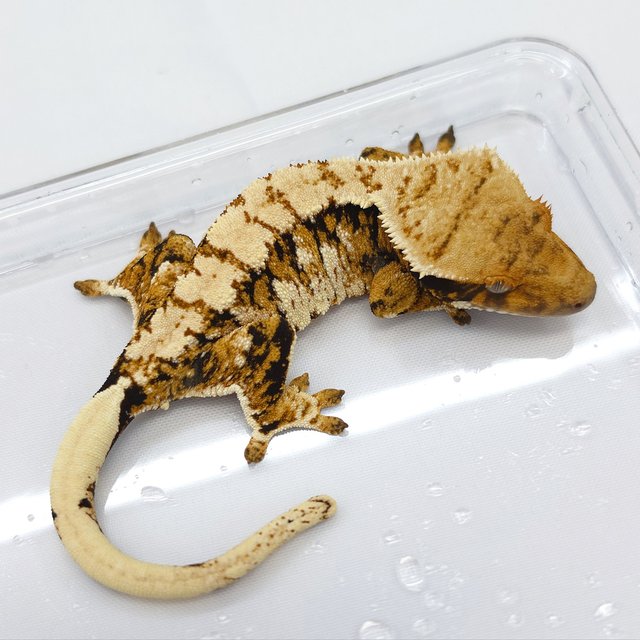 Tri Extreme Harlequin