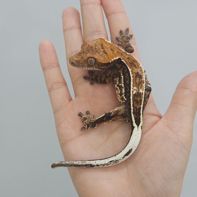 풀핀 쿼드 카푸치노