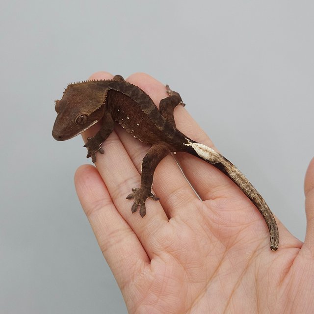 레드 패턴리스 100%헷아잔틱