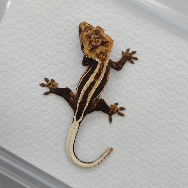 슈퍼스트라이프 엠티백