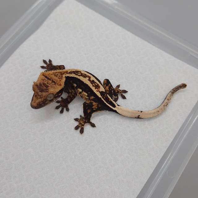 엠티백 100%헷아잔틱