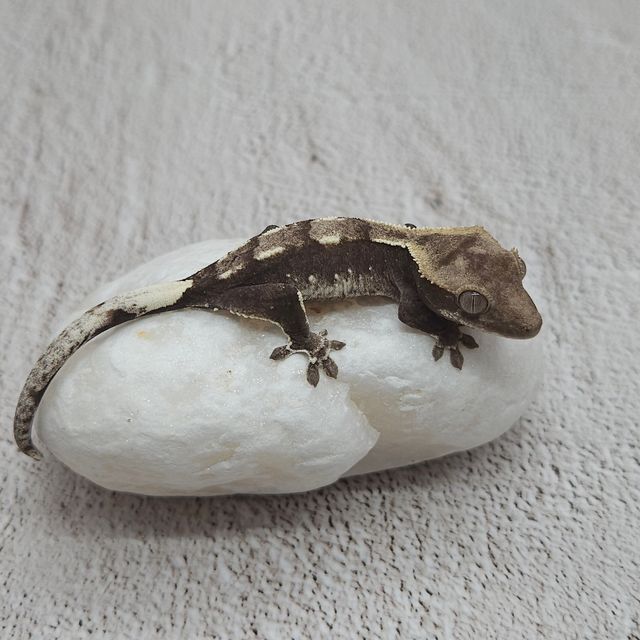 아잔틱
