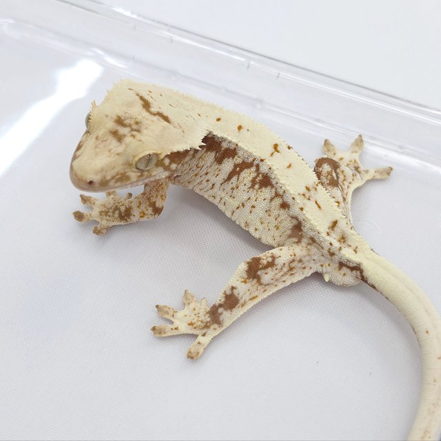 Lilly 100% Het Axanthic
