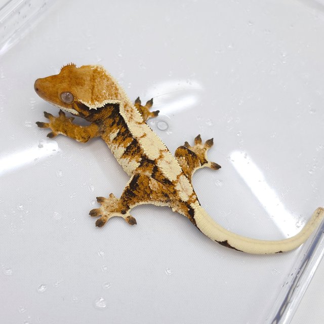 Tri Extreme Harlequin