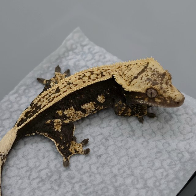 100% Het Axanthic