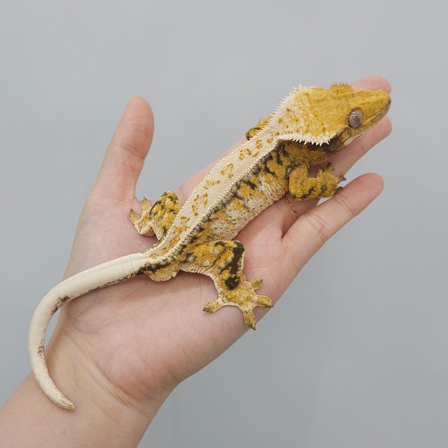 드리피 화이트스팟 트라이