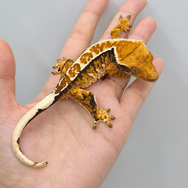 Tangerine Tri Extreme Harlequin