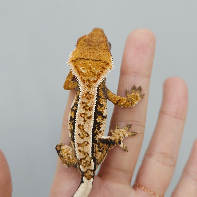 화이트크라운 트라이 익스트림할리퀸