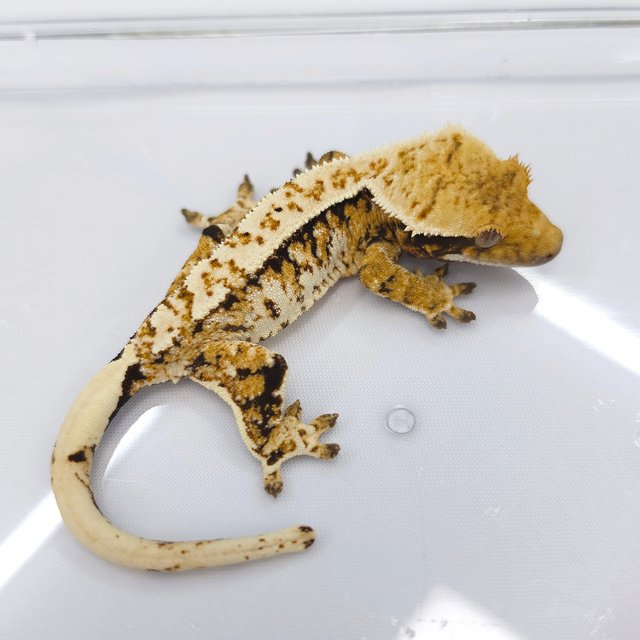 Extreme Harlequin Tri