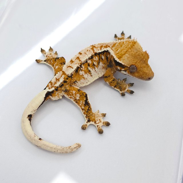 Tangerine Tri Extreme Harlequin White Spot