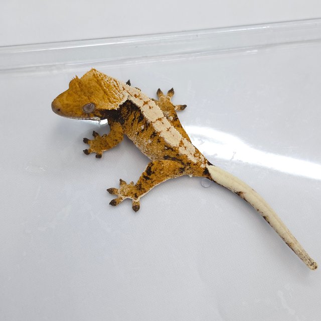 Tri Extreme Harlequin White Spot