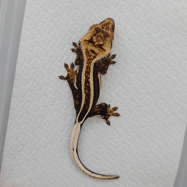 슈퍼스트라이프 엠티백