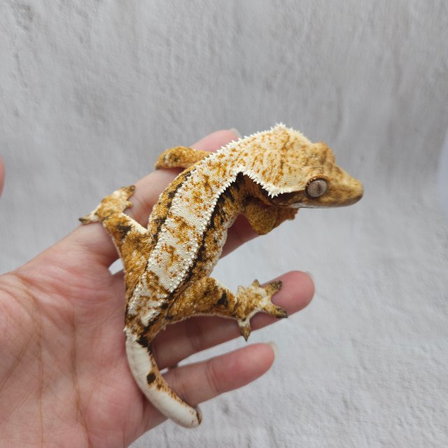 트라이 익스트림할리퀸