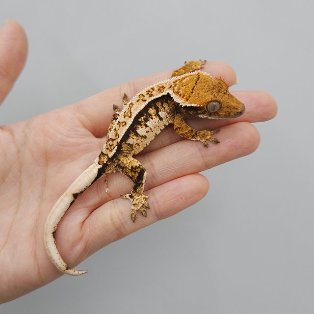 화이트크라운 트라이 익스트림할리퀸