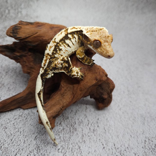 트라이 익스트림할리퀸