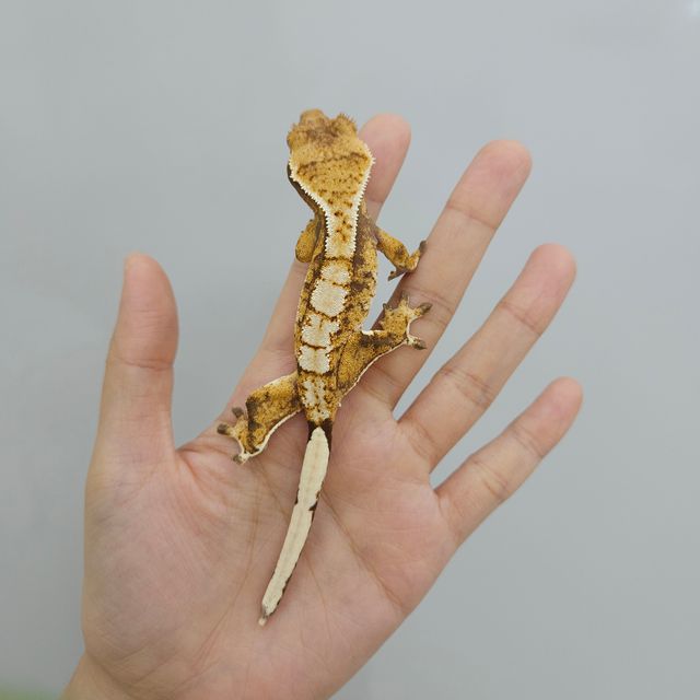트라이 익스트림할리퀸