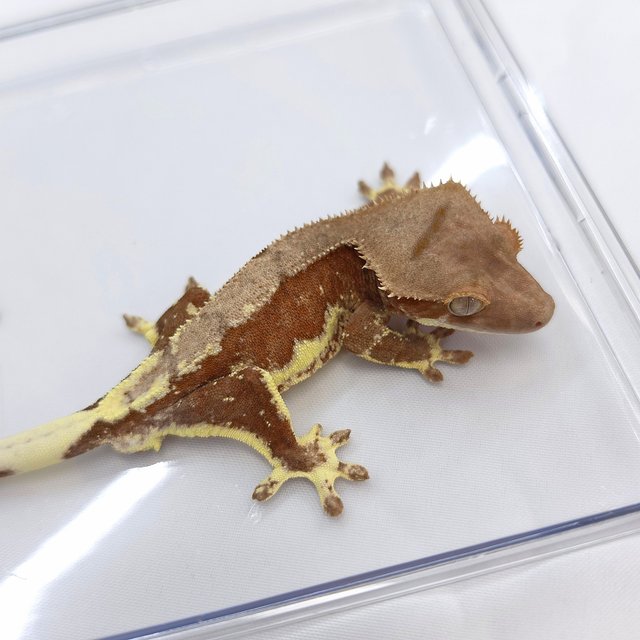 Red Phantom Lilly 100% Het Axanthic