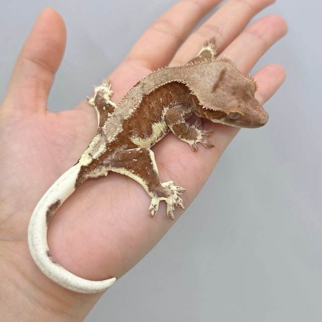 Red Phantom Lilly 100% Het Axanthic