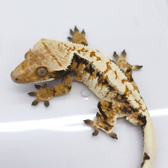 Tri Extreme Harlequin