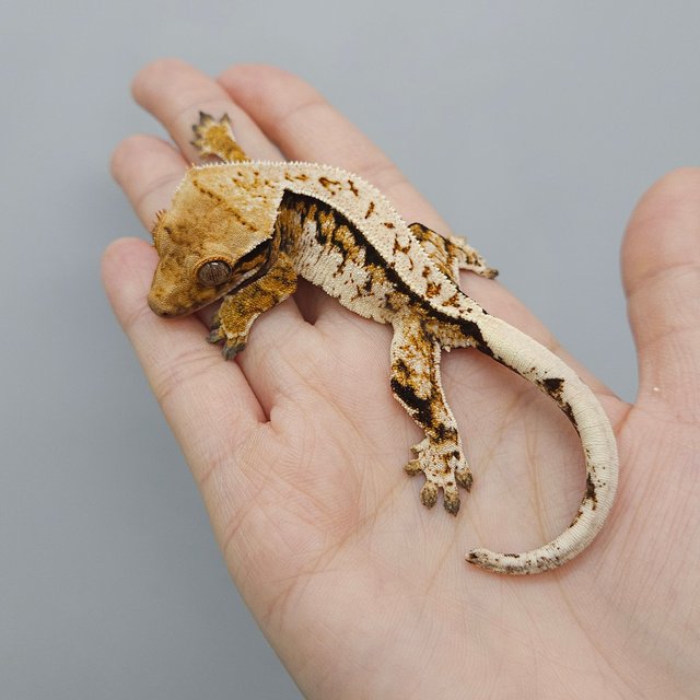 트라이 익스트림할리퀸 화이트스팟