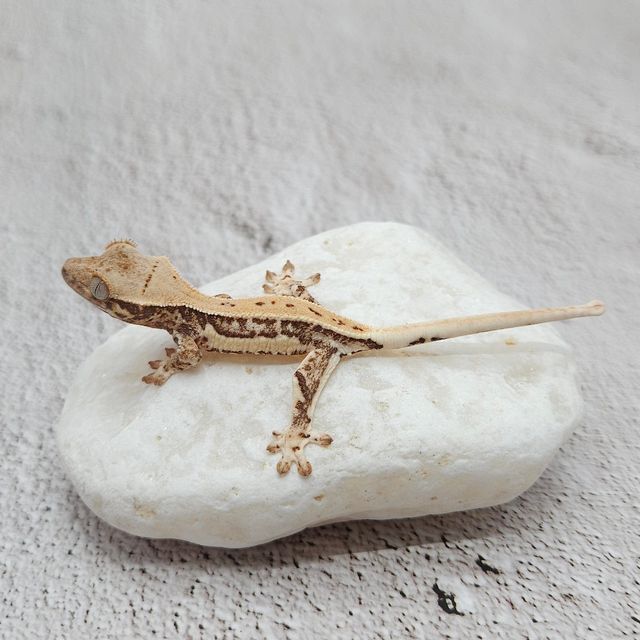 릴리화이트 트라이