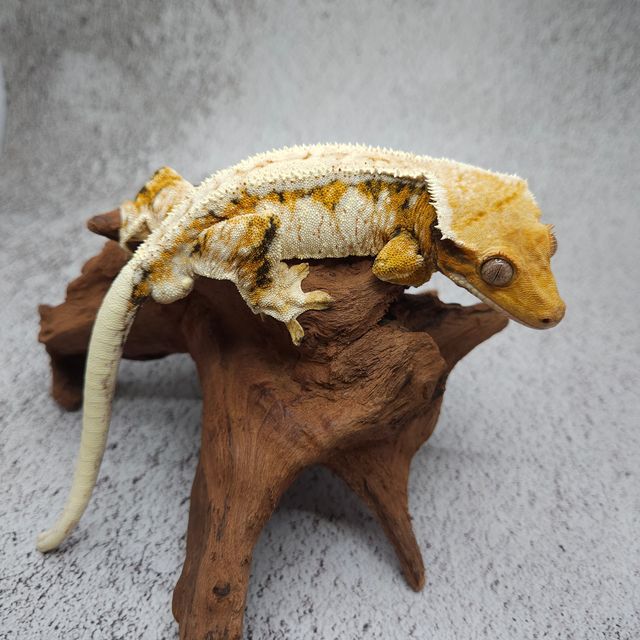 레이지 드리피 화이트스팟 화이트포트홀 풀핀 트라이