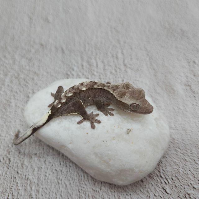 아잔틱