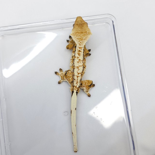 Drippy White Spot Tri Extreme Harlequin