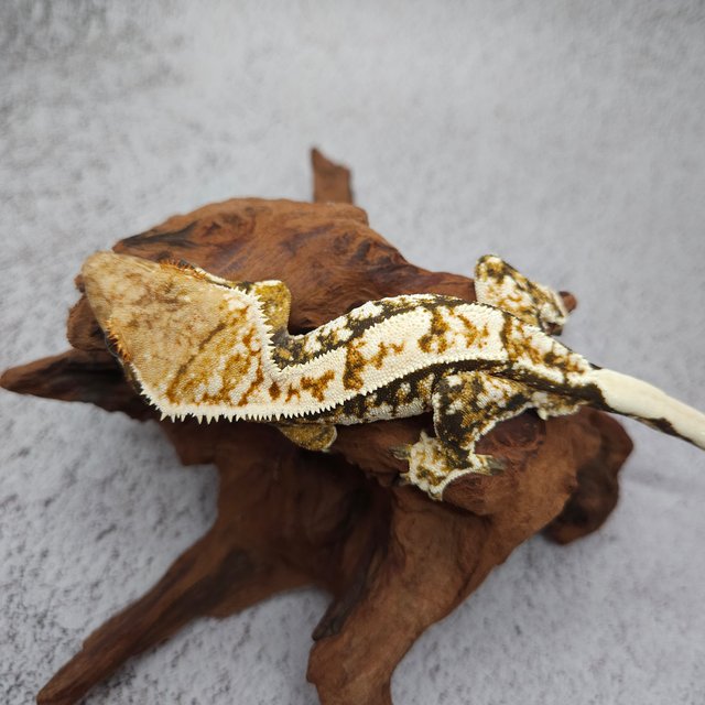 트라이 익스트림할리퀸