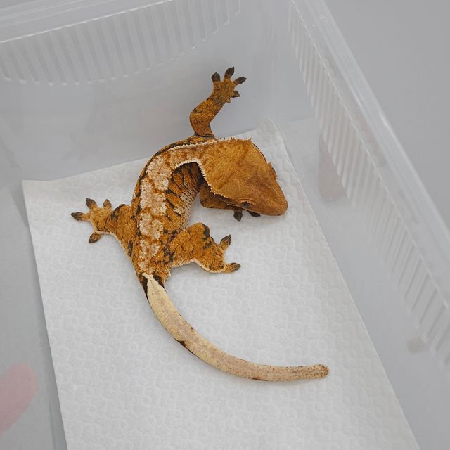 텐저린 트라이 익스트림할리퀸