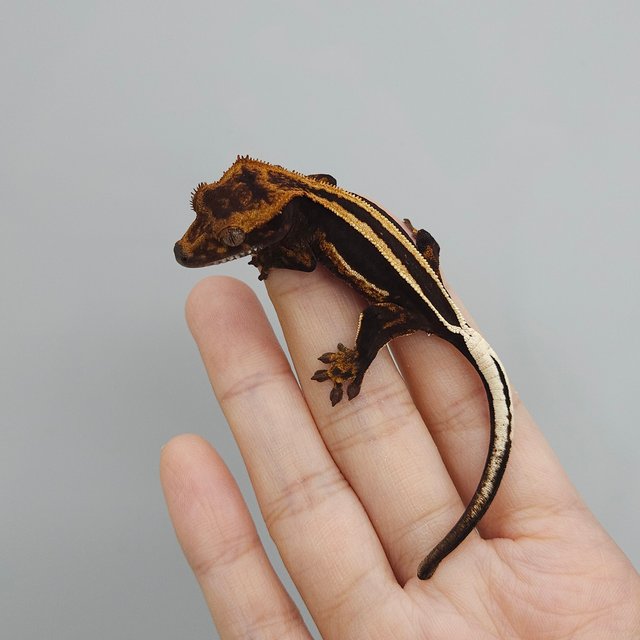 슈퍼스트라이프 엠티백