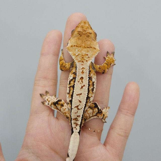 트라이 익스트림할리퀸 화이트스팟