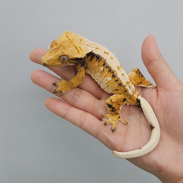 트라이 익스트림할리퀸