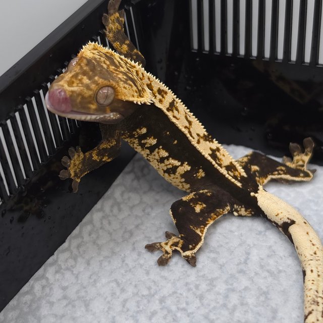 100% Het Axanthic