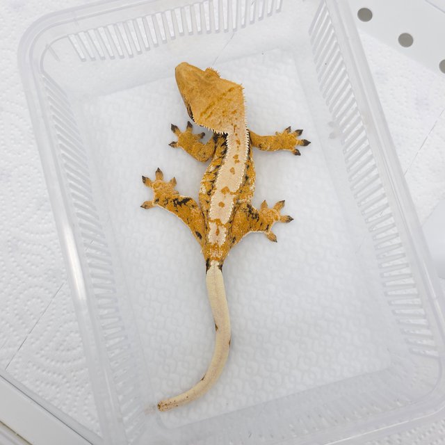 Tri Extreme Harlequin