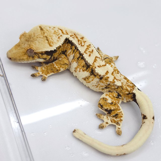Tri Extreme Harlequin