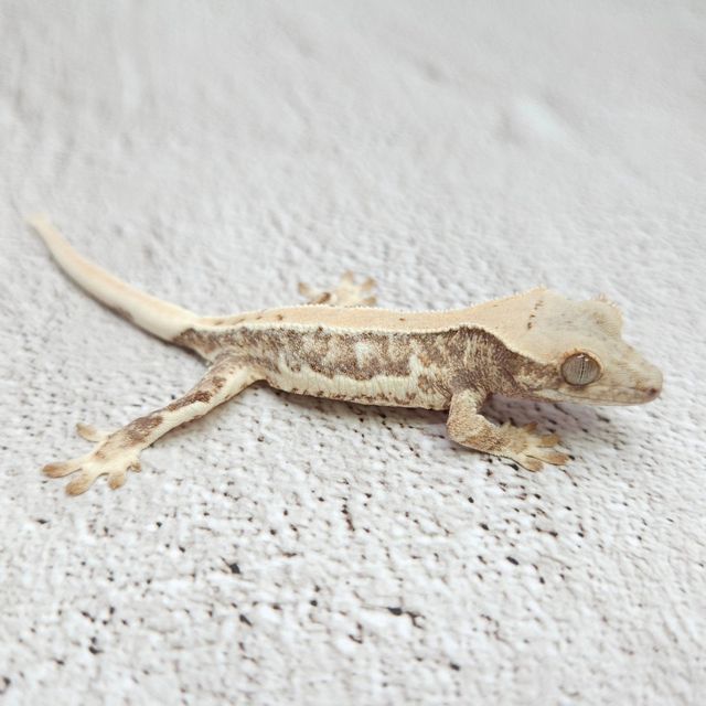 릴리화이트 트라이